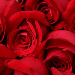 Ardent Lover - Image 2